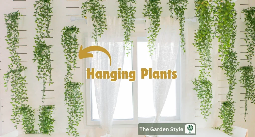 hanging house plants