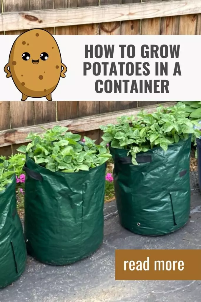 how to grow potatoes in a container pin