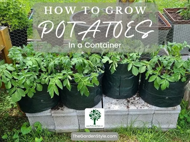 how to grow potatoes in a container