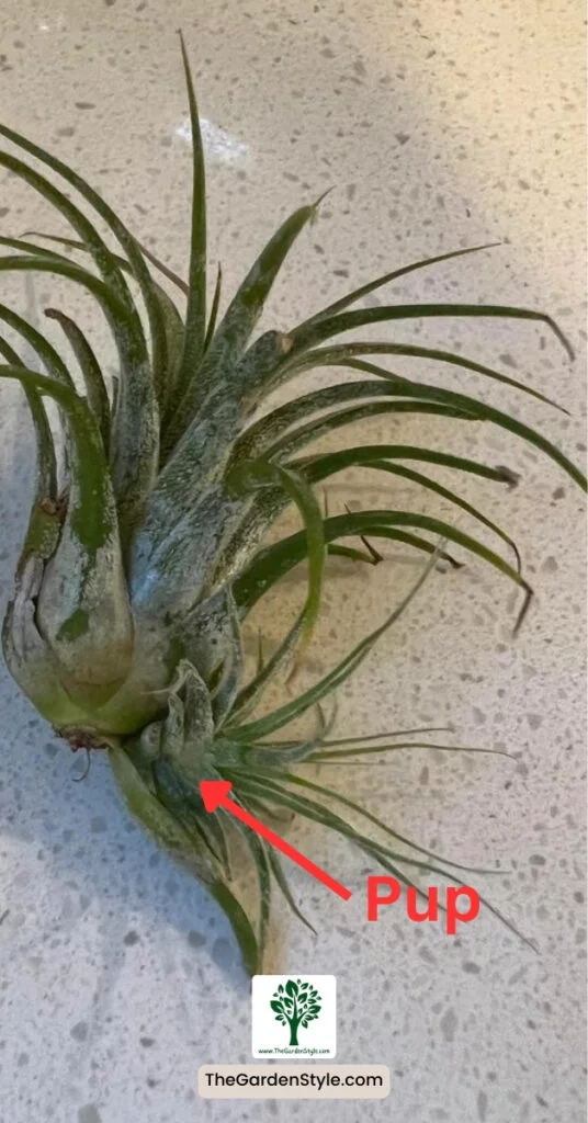 how to propagate air plant