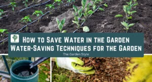how to save water in the garden successfully