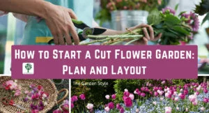 how to start a cut flower garden