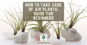 how to take care of air plants guide for beginners