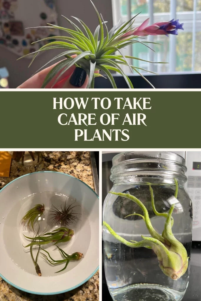 how to take care of air plants pin