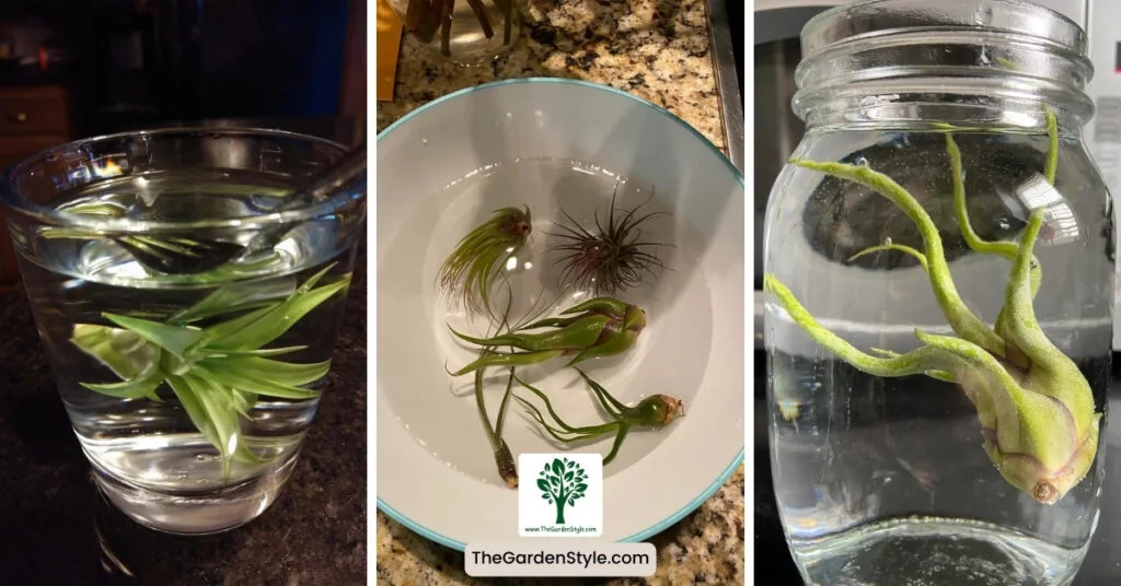 how to water air plants step by step