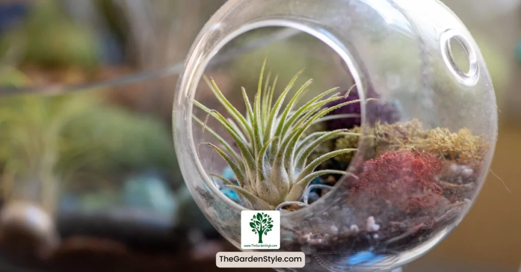light for air plants