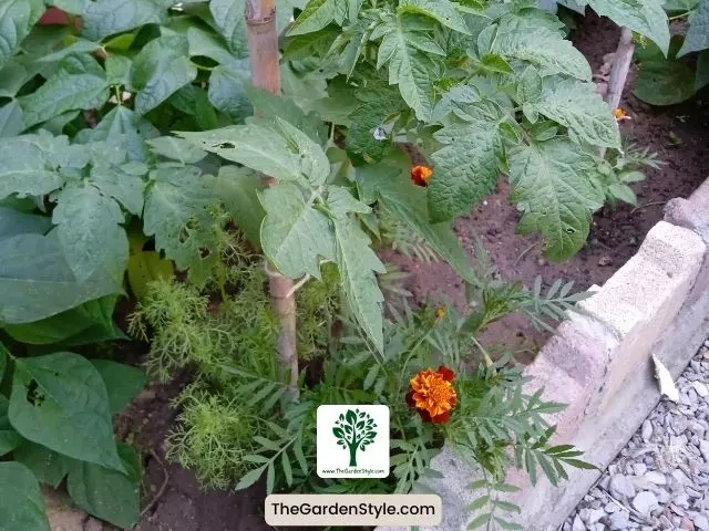 marigold tomato companion plants