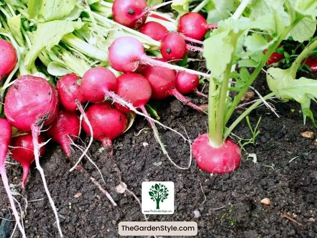 radishes and tomatoes