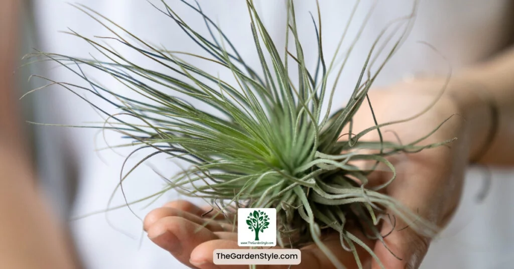 temperature and humidity for air plants