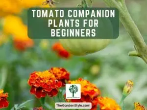 tomato companion plants for beginners