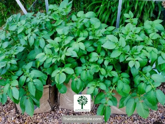 types of containers for growing potatoes