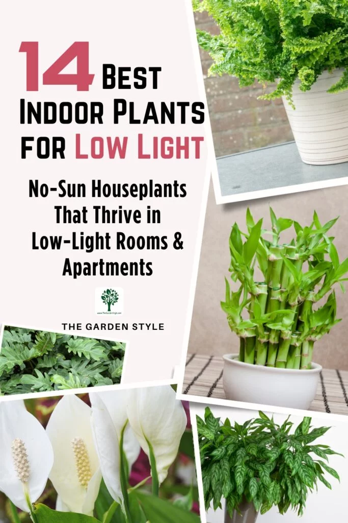 14 best indoor plants for low light