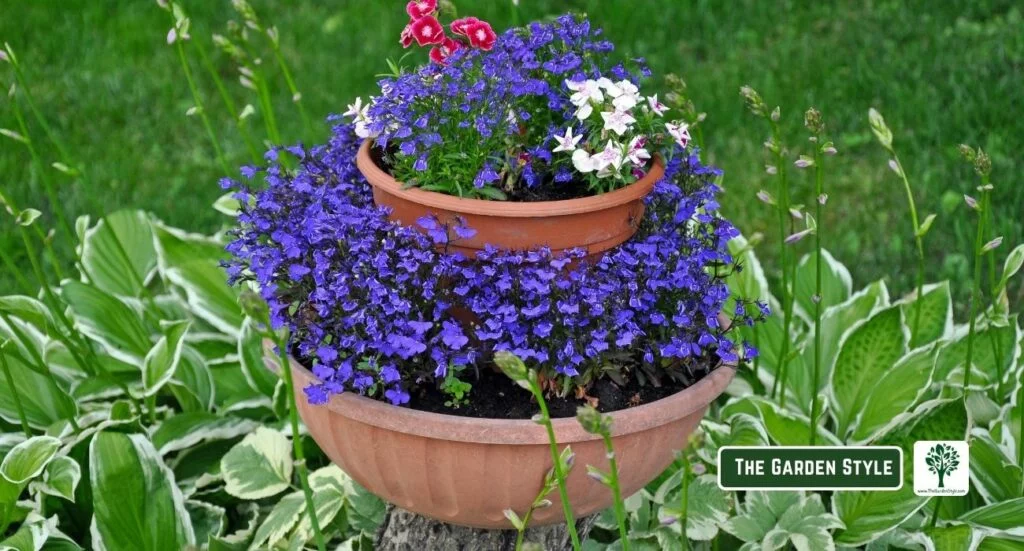 partial shade flowers to grow in pots