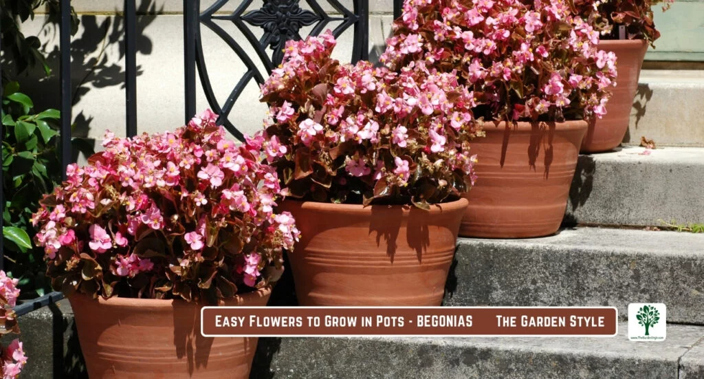 begonias thrive in pots
