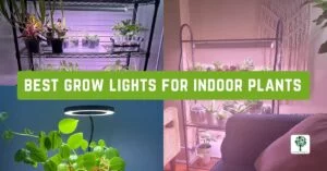 best grow lights for indoor plants