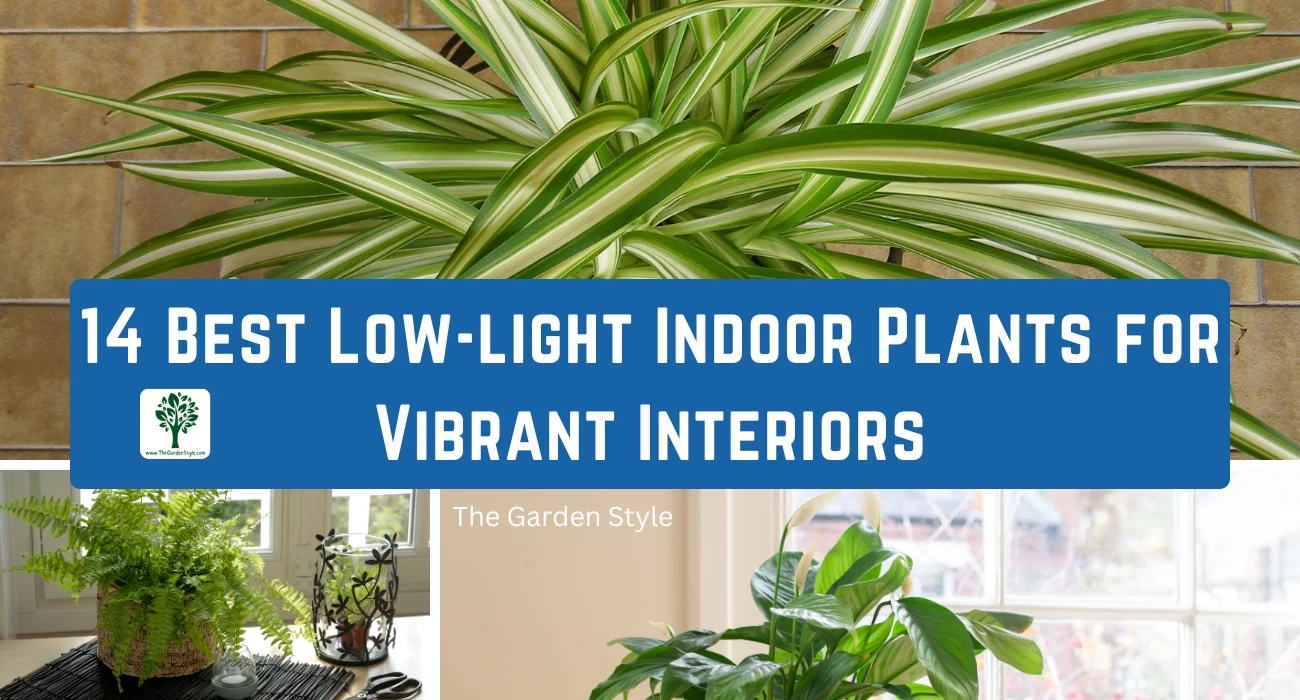 best low light indoor plants