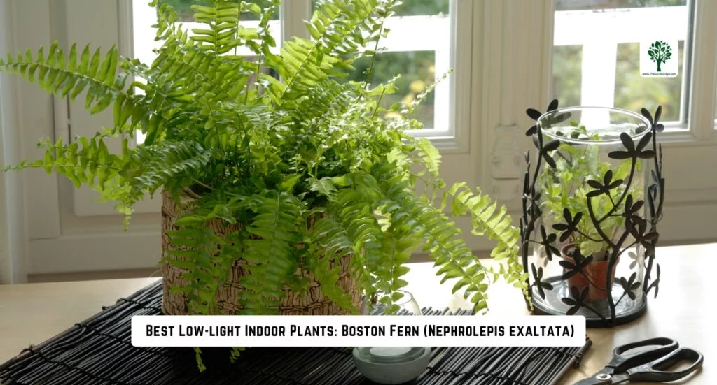 best low light indoors plants boston fern