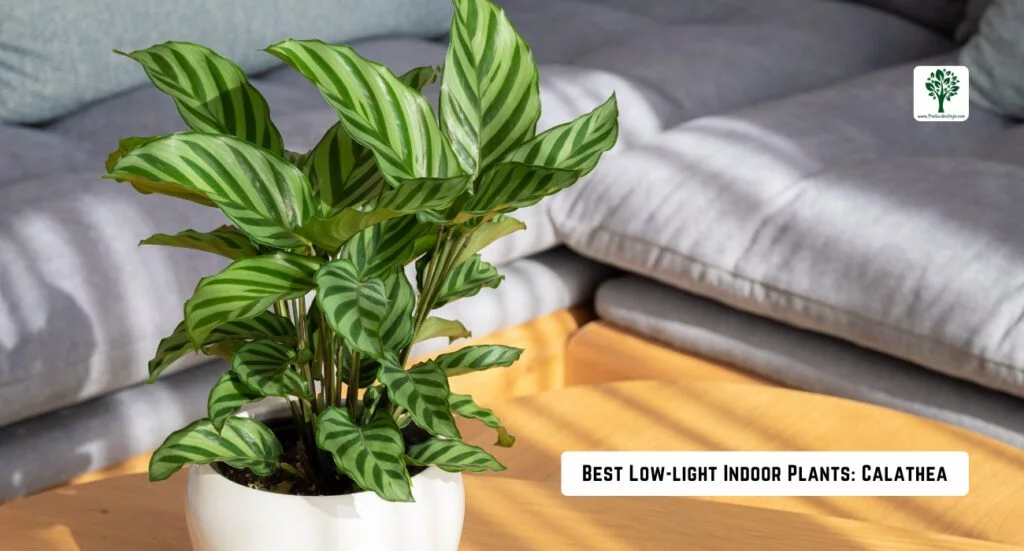 best low light indoors plants calathea