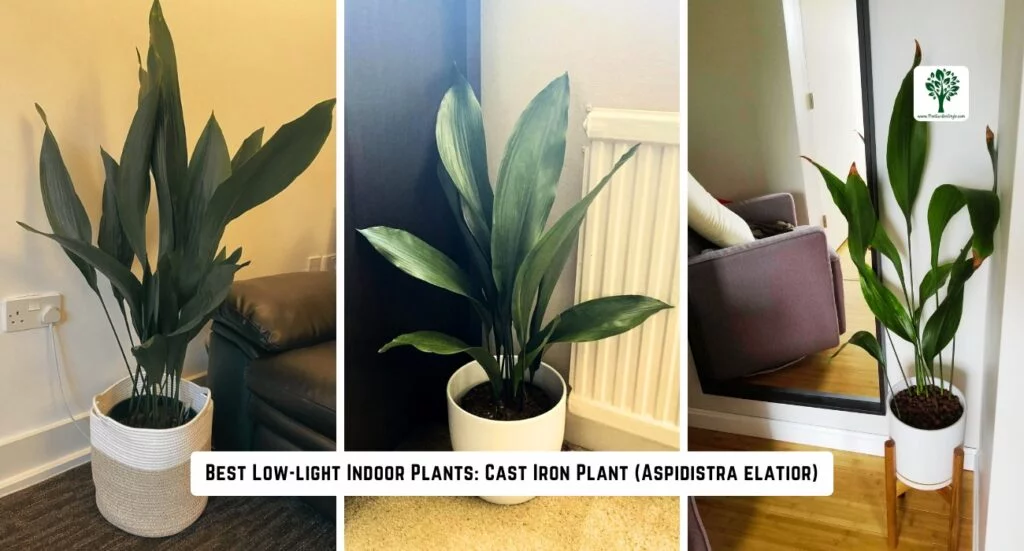 best low light indoors plants cast iron plant
