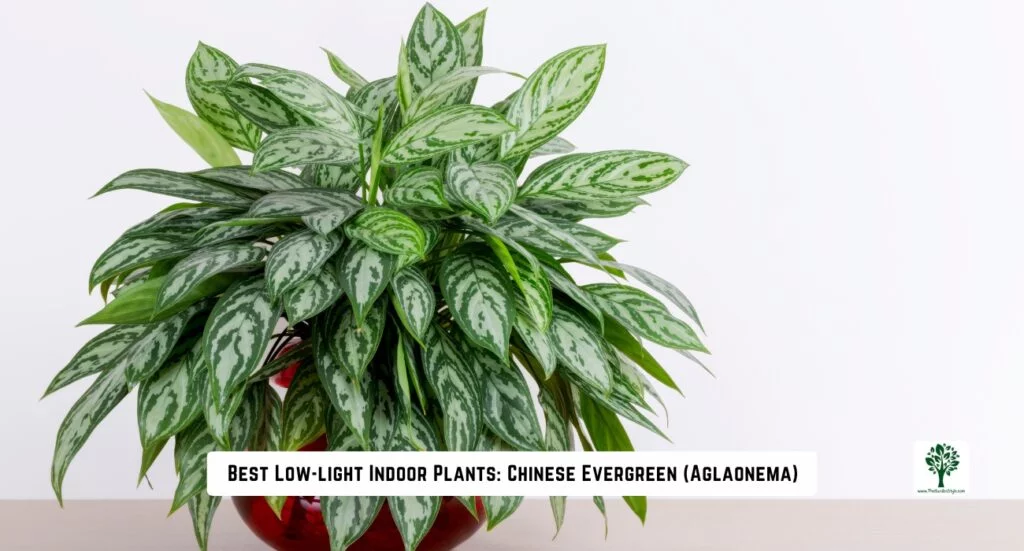 best low light indoors plants chinese evergreen