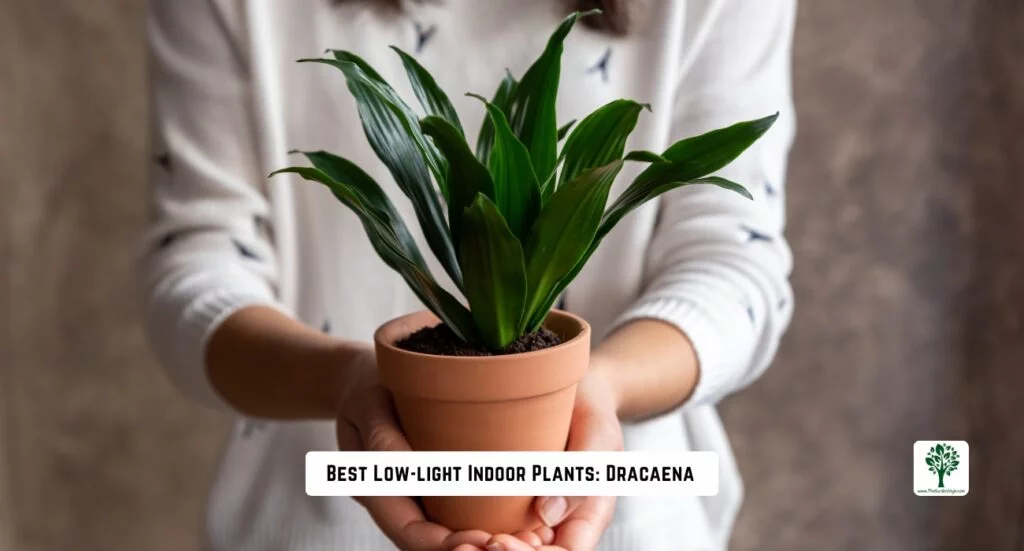 best low light indoors plants dracaena
