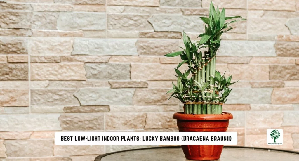 best low light indoors plants lucky bamboo