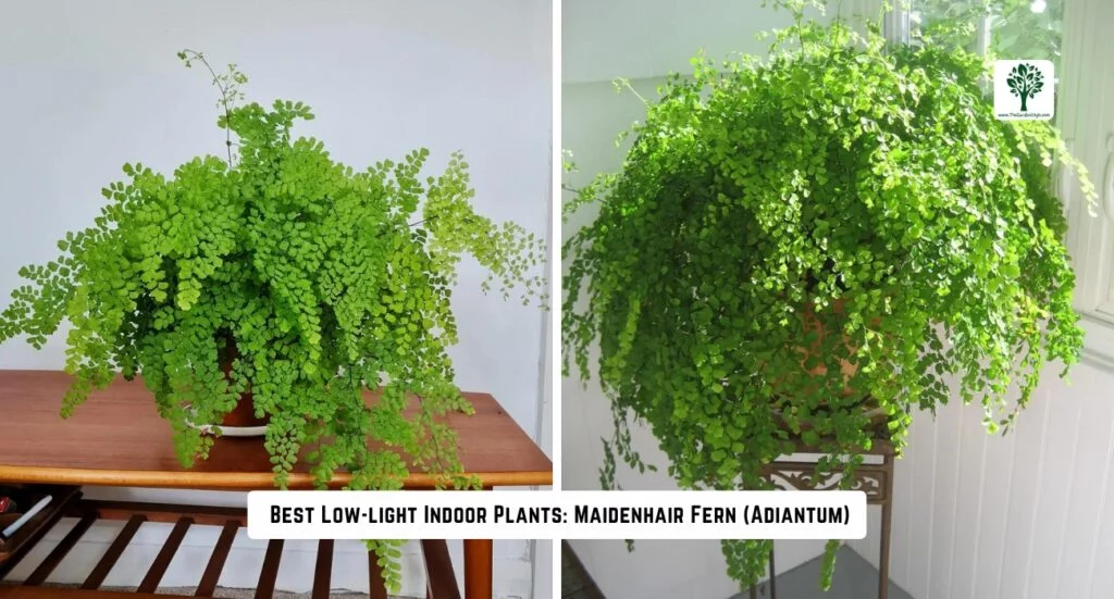 best low light indoors plants maidenhair fern