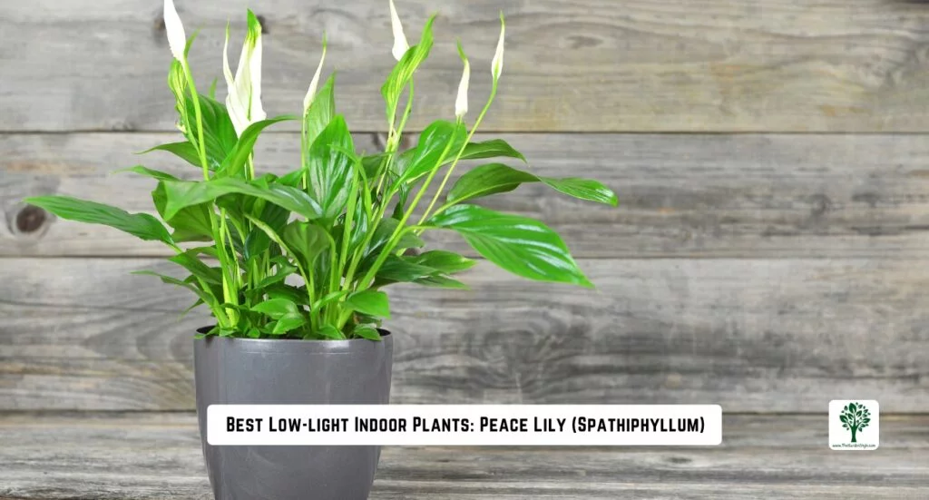 best low light indoors plants peace lily
