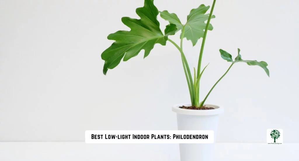 best low light indoors plants philodendron houseplants
