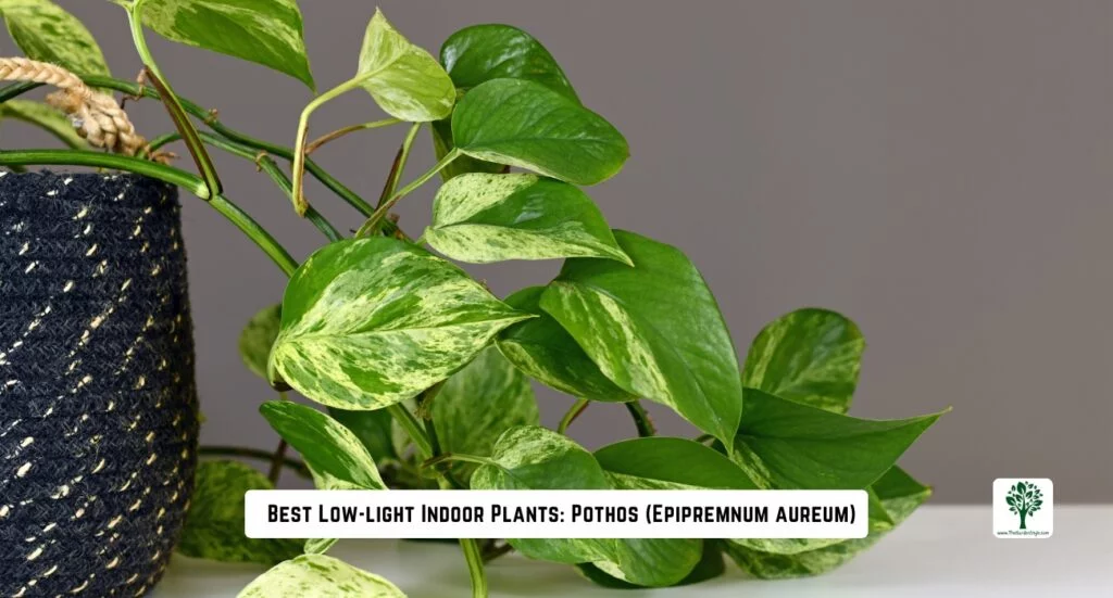 best low light indoors plants pothos