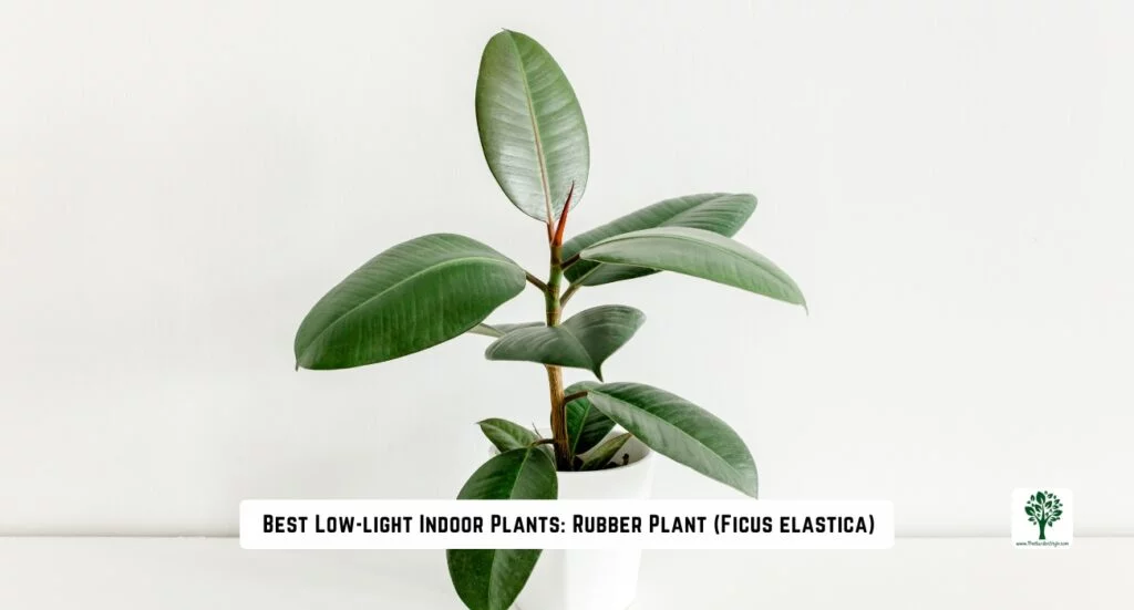 best low light indoors plants rubber plant