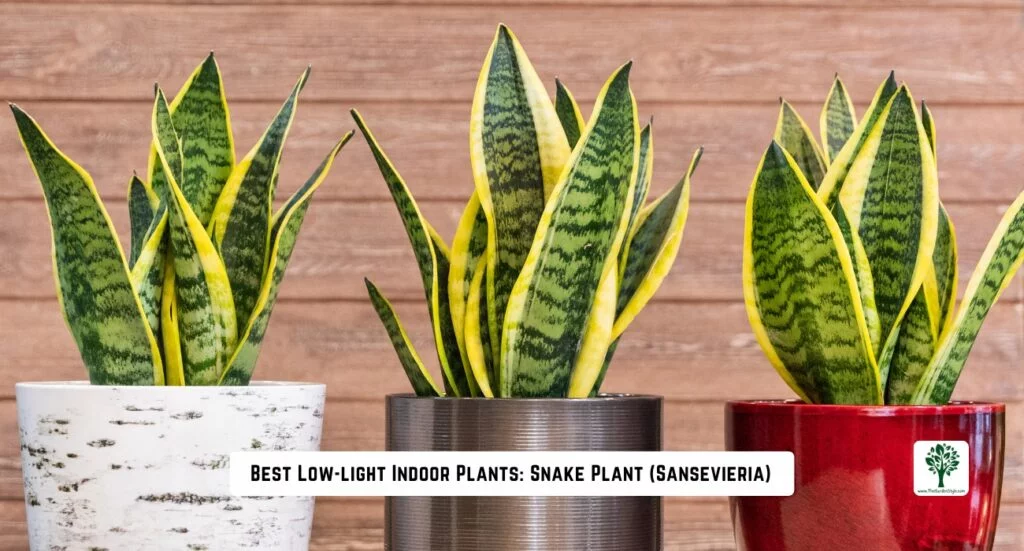 best low light indoors plants snake plant