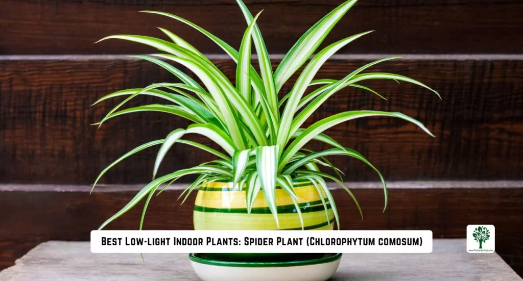 best low light indoors plants spider plant