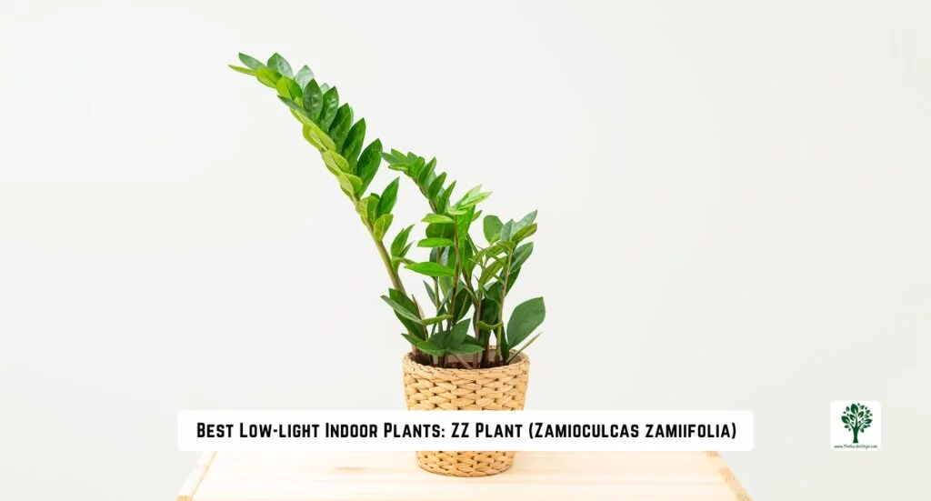 best low light indoors plants zz plant