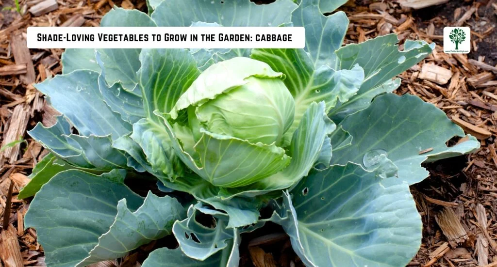 cabbage growing in the shade