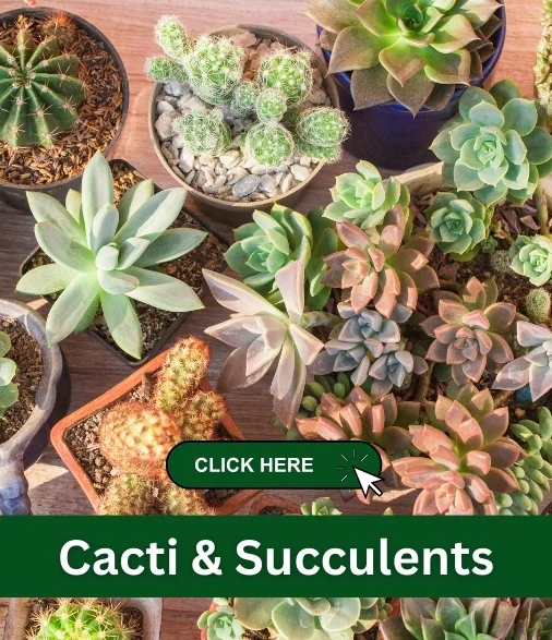 cacti and succulents care guides