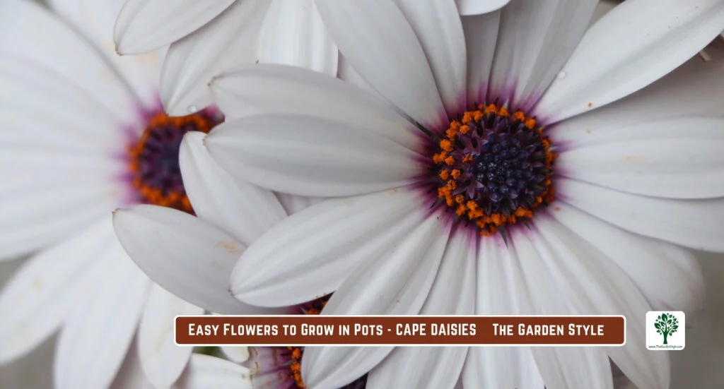 cape daisies gleam in potted arrangements