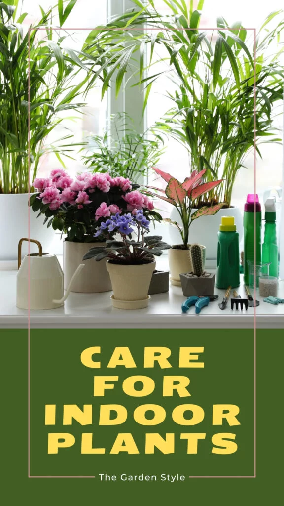 care for indoor plants