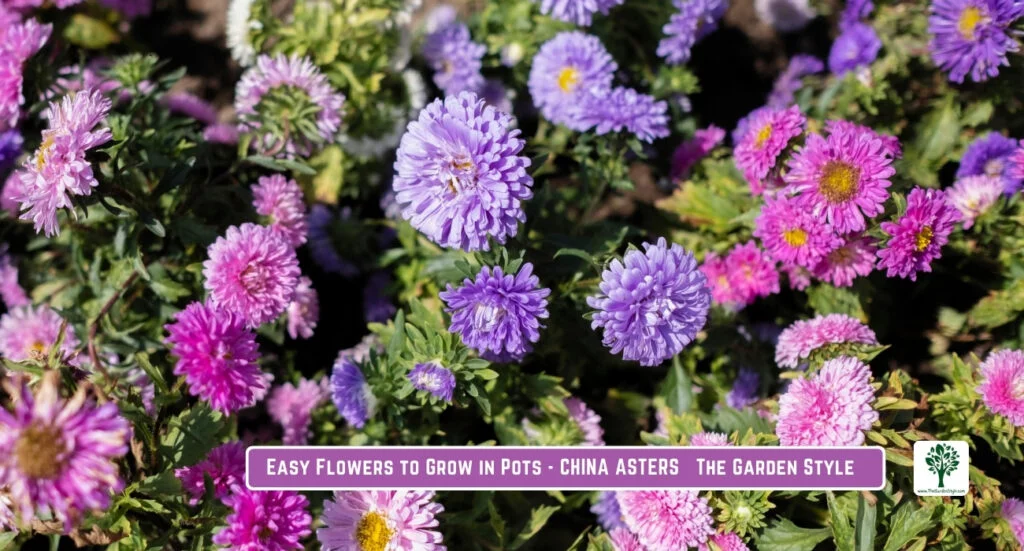 china asters flourish in containers