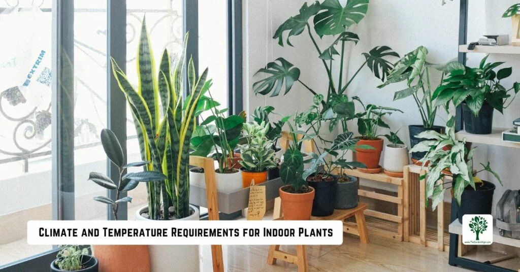 climate and temperature requirements for indoor plants