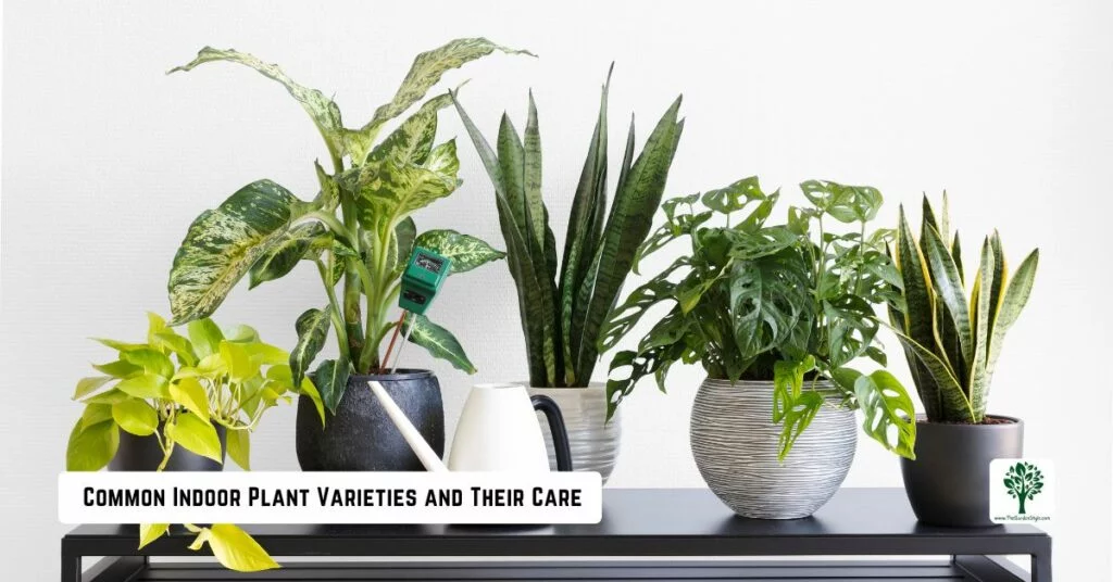 common indoor plant varieties and their care