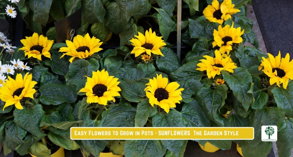 dwarf sunflowers grow in planters