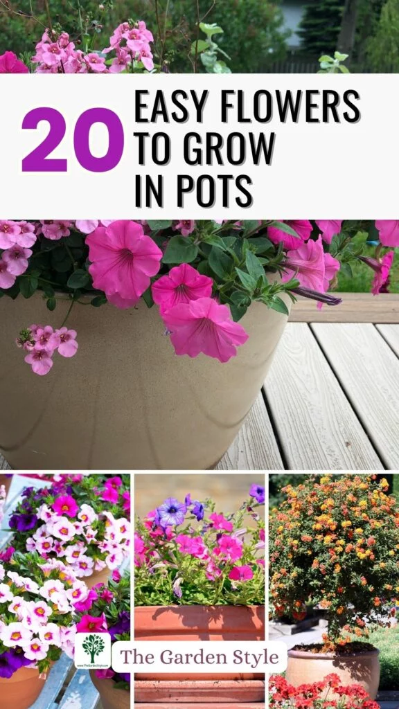 easiest flowers to grow in pots and containers