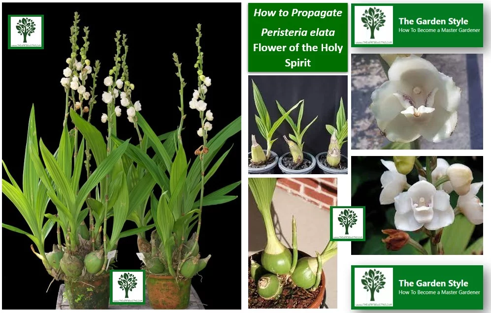 How to Propagate Peristeria elata orchid How to Repot Seedlings 
Flower of the Holy Spirit and the Easter Dove Orchid