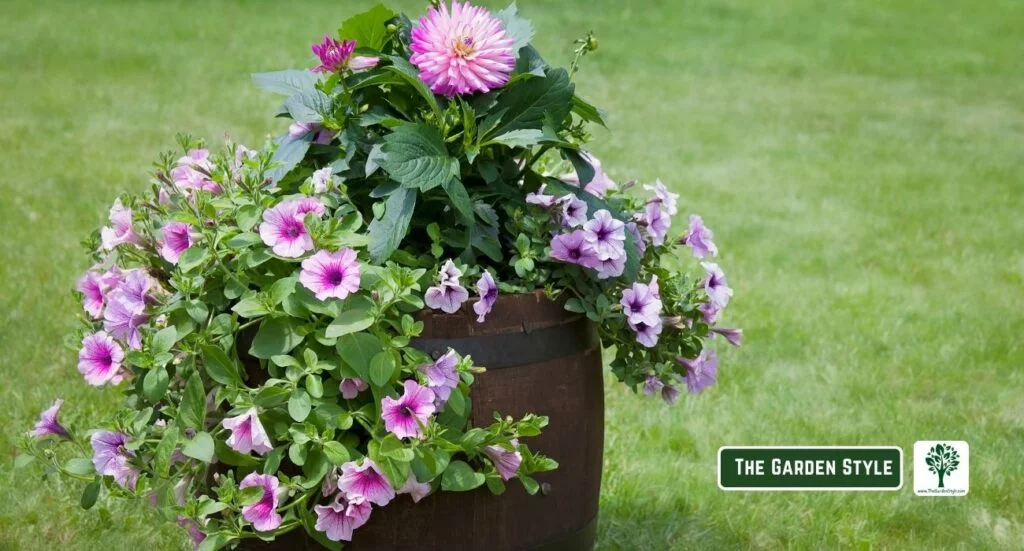 full-sun arranging flowers to grow in pots
