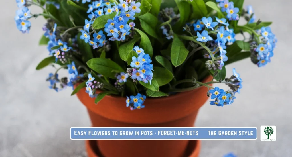 forget-me-nots charm in potted displays