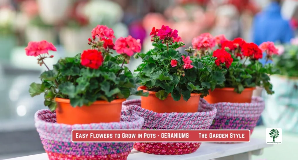geraniums blossom in containers