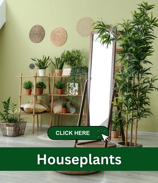 houseplants care