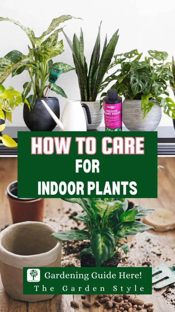 how to care for indoor plants pin