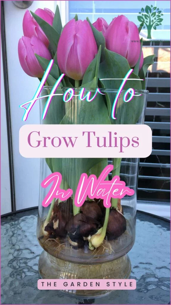 regrowing tulips in water